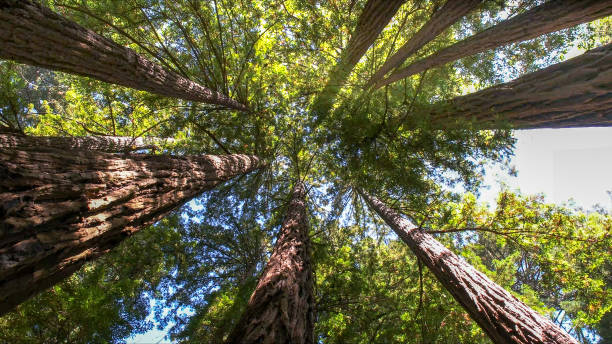 How Our Tree Care Process Works  in  Atlantic Beach, FL